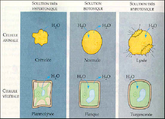 cellule végétale en solution hypotonique